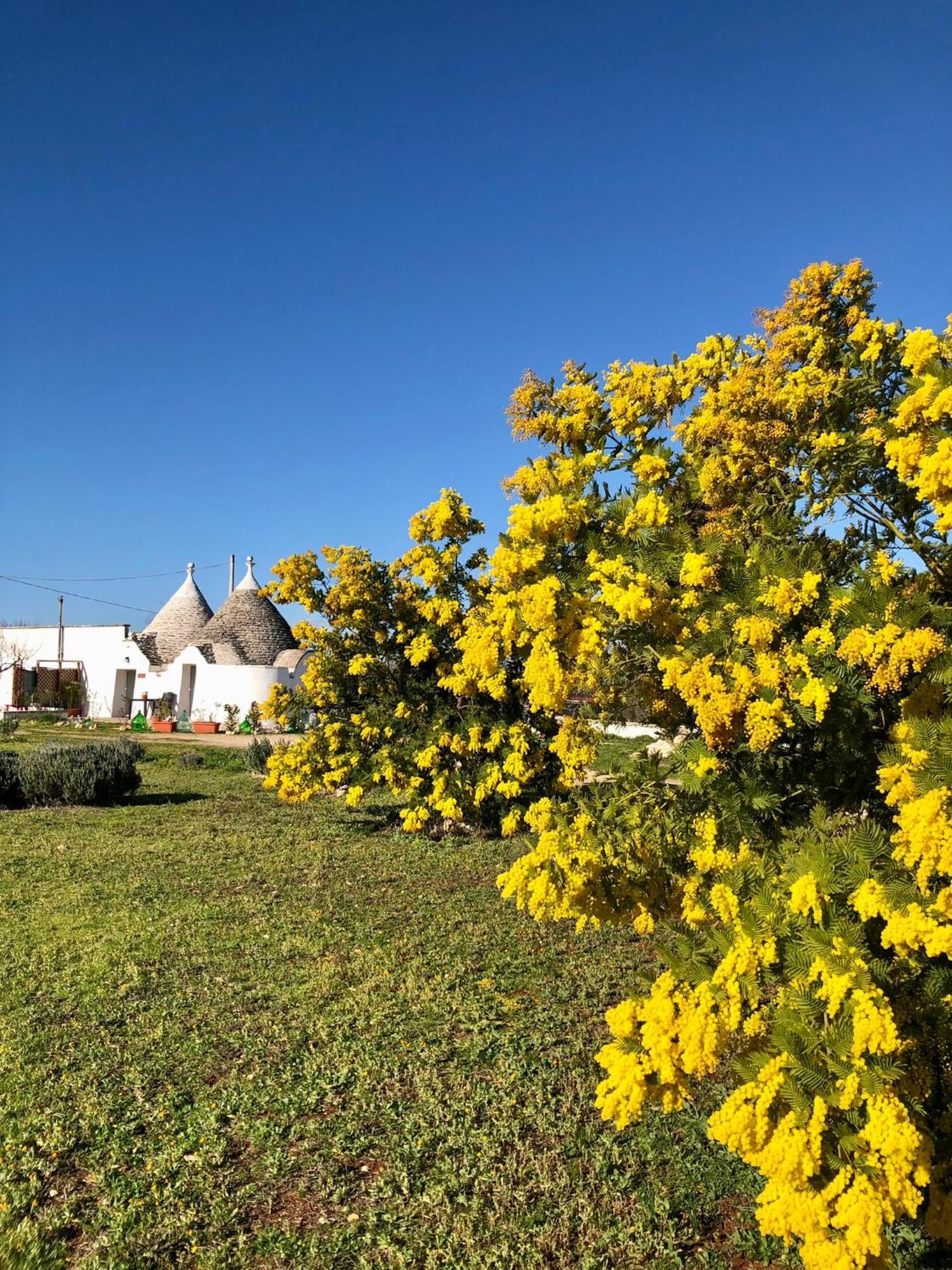 Trullo Trilli Puglia Vila Martina Franca Exterior foto